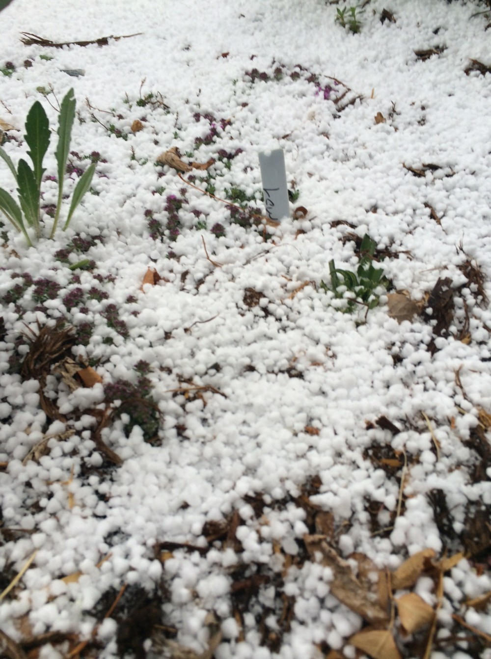 Hail, hail, the ice is all here...