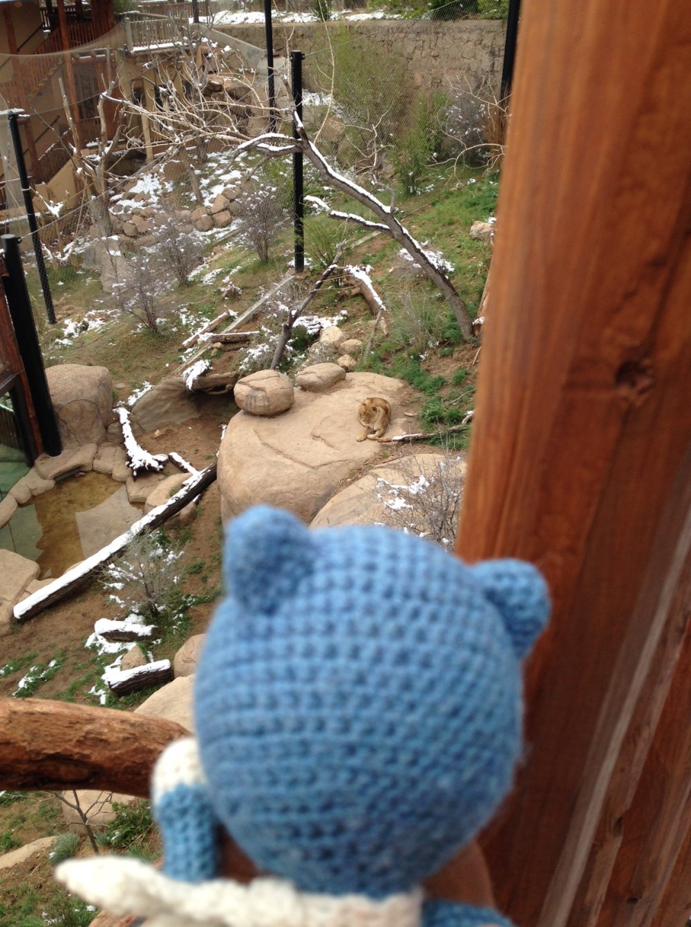 Luckily the lioness is far away.