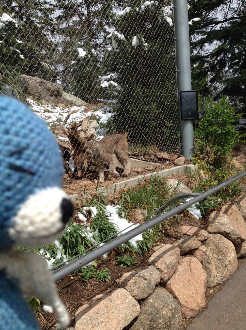 Is that a lynx over there?