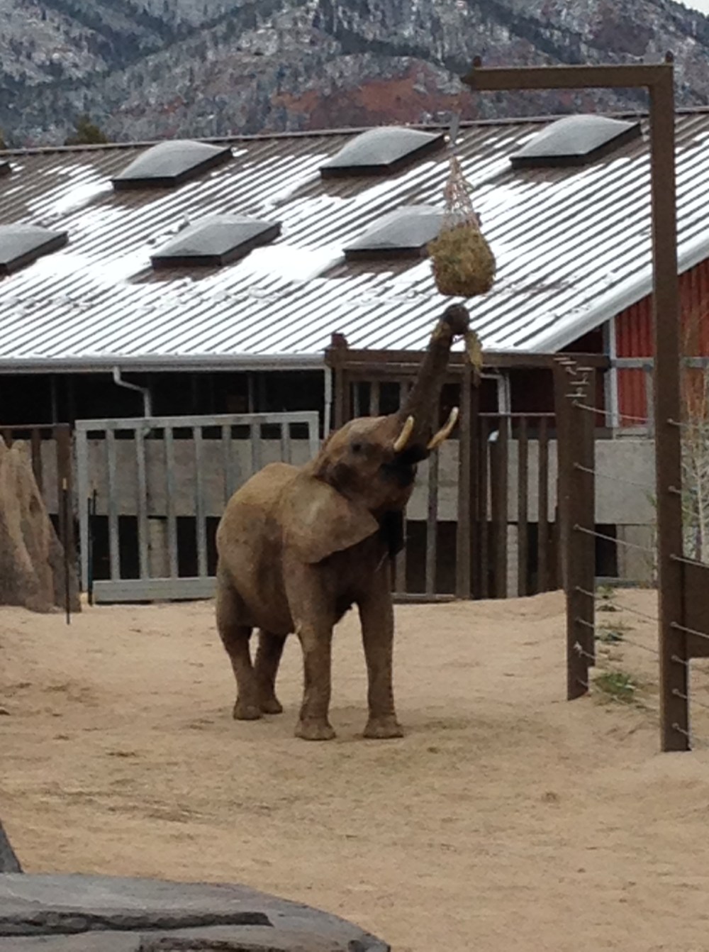This elephant is looking for something to eat.