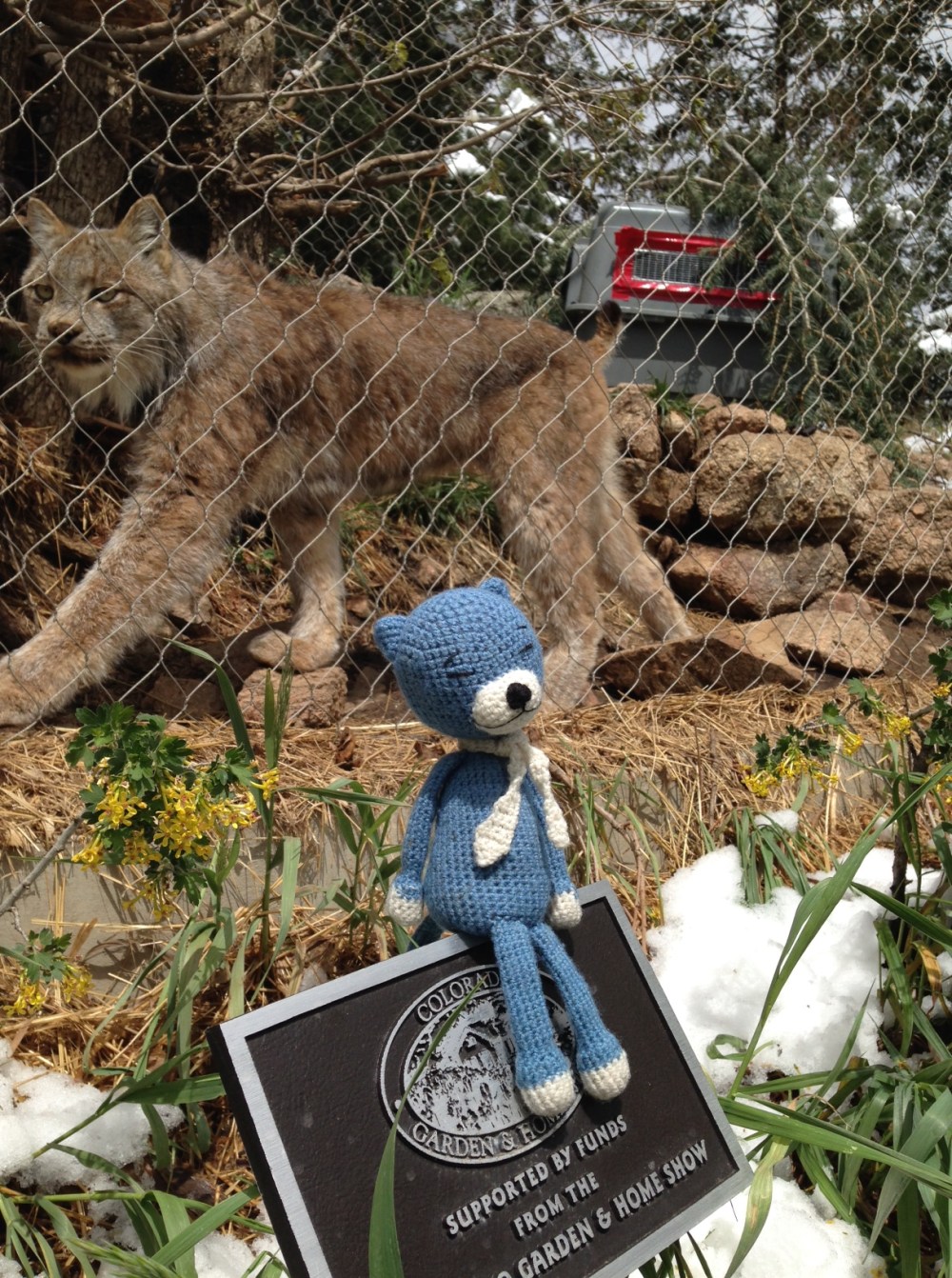 Blue Cat and the Lynx