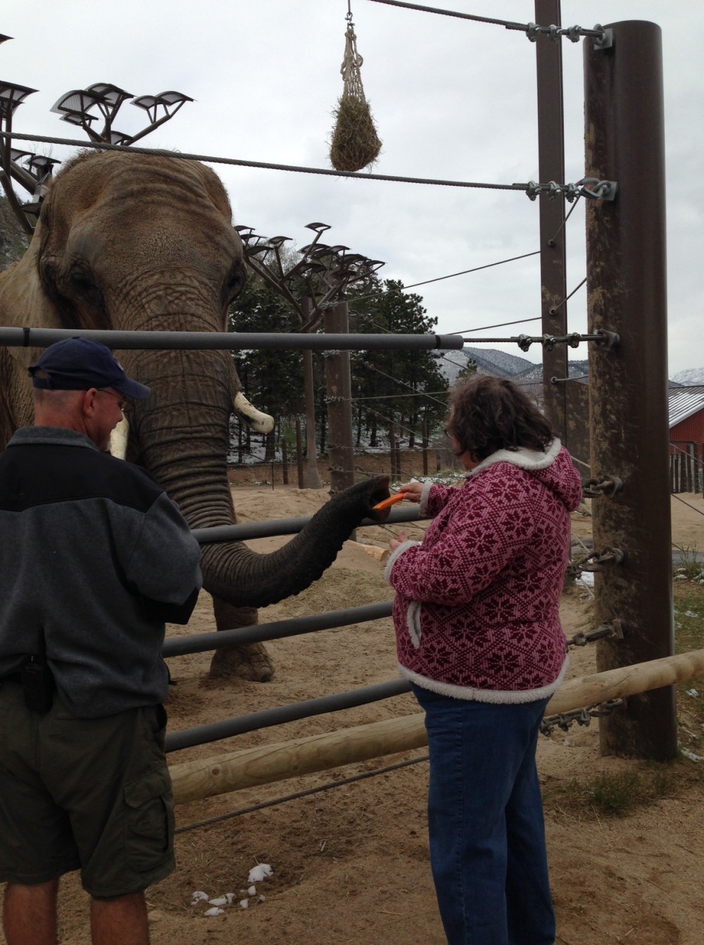 An elephant getting a carrot from the Scribe's Wife