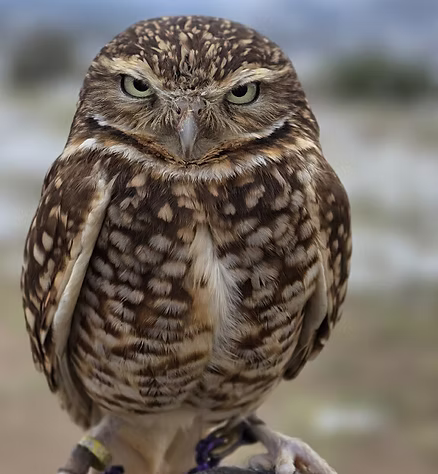Nature's Educators Burrowing Owl Spud