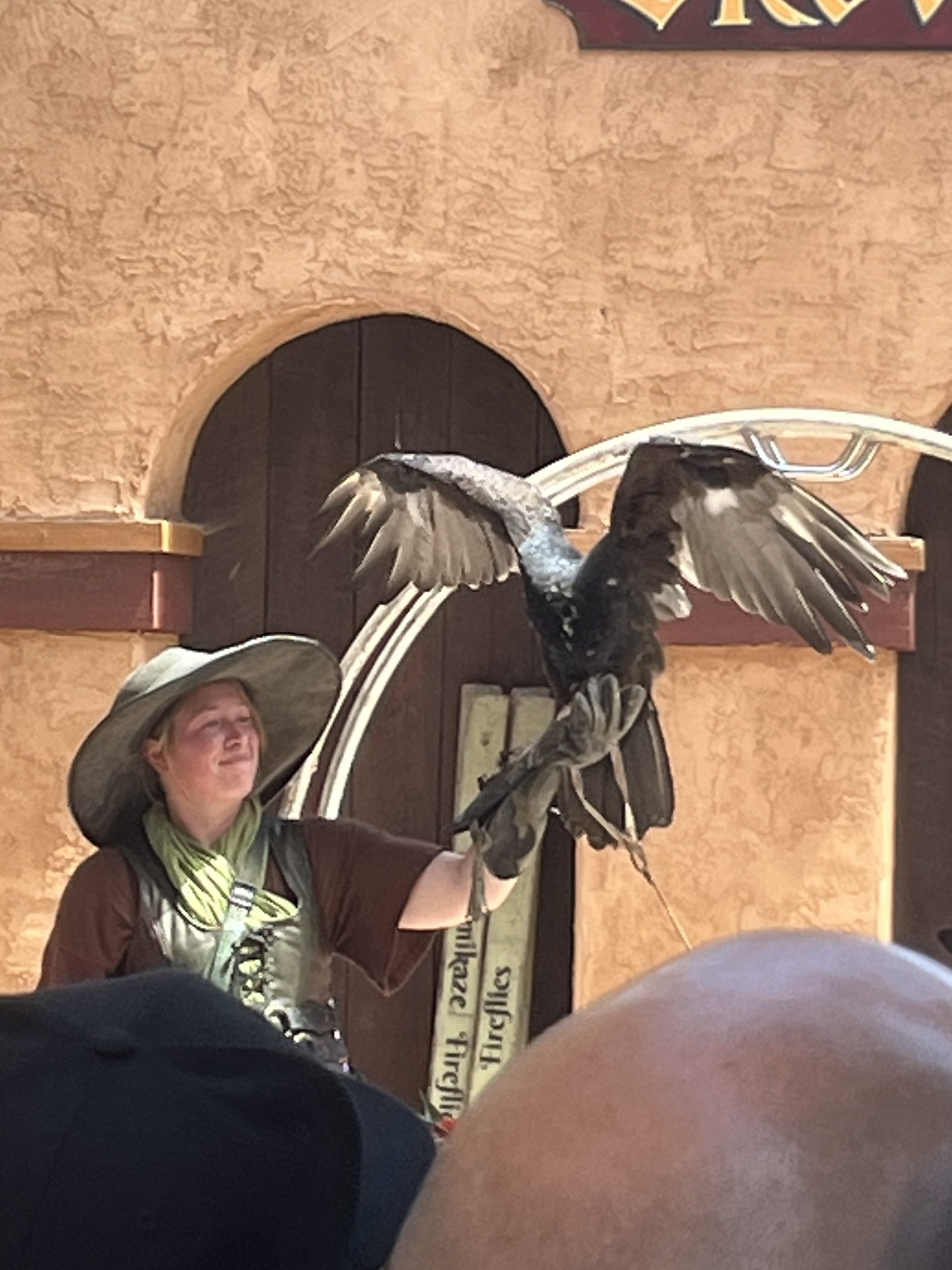 Nature Educator's Turkey Buzzard