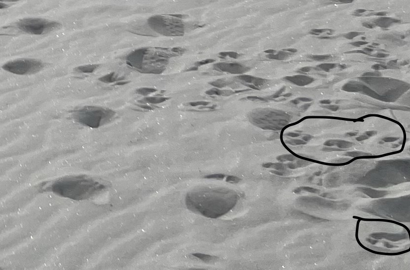 Close-up of sandy ground featuring various animal footprints, with two groups of paw prints circled for emphasis.